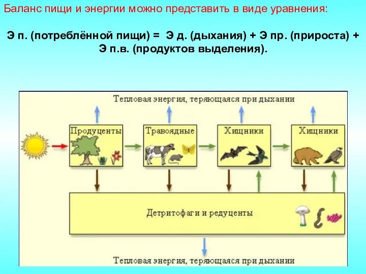 Баланс пищи и энергии можно представить в виде уравнения: Э