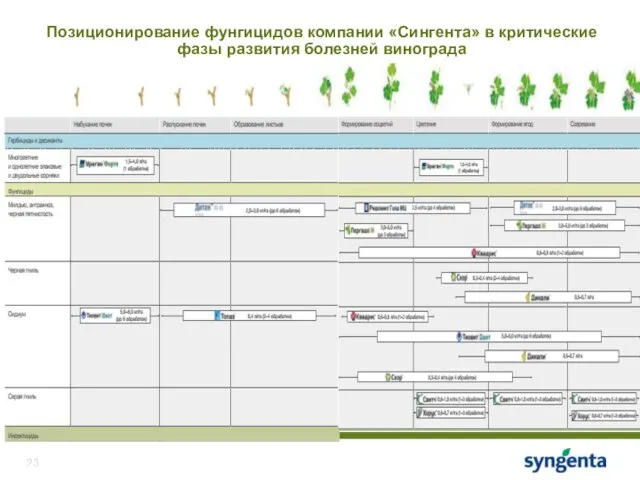 Позиционирование фунгицидов компании «Сингента» в критические фазы развития болезней винограда