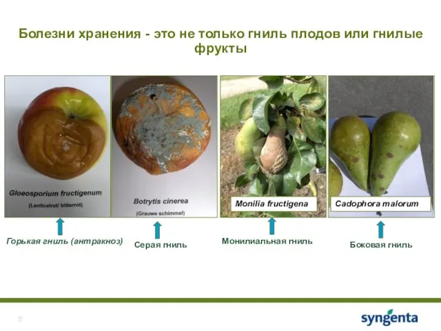 Болезни хранения - это не только гниль плодов или гнилые