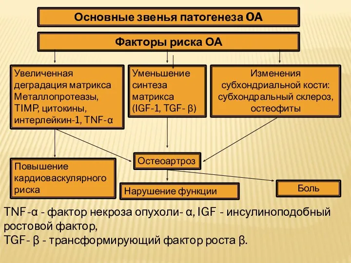 TNF-α - фактор некроза опухоли- α, IGF - инсулиноподобный ростовой фактор, TGF- β
