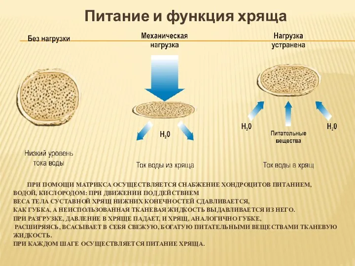 ПРИ ПОМОЩИ МАТРИКСА ОСУЩЕСТВЛЯЕТСЯ СНАБЖЕНИЕ ХОНДРОЦИТОВ ПИТАНИЕМ, ВОДОЙ, КИСЛОРОДОМ: ПРИ ДВИЖЕНИИ ПОД ДЕЙСТВИЕМ