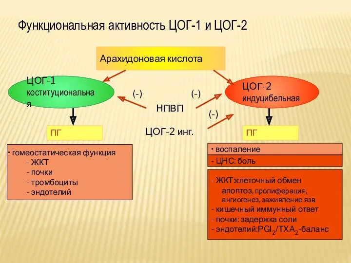 Функциональная активность ЦОГ-1 и ЦОГ-2 Арахидоновая кислота ЦОГ-2 индуцибельная ЦОГ-1 коституциональная ПГ гомеостатическая