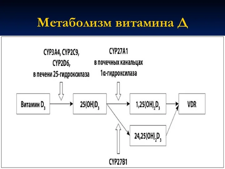 Метаболизм витамина Д