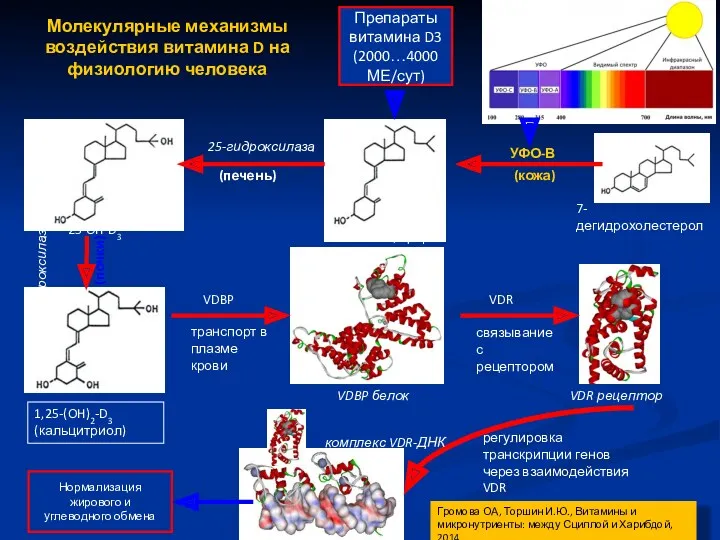 7-дегидрохолестерол холекальциферол (D3) 25-OH-D3 1,25-(OH)2-D3 (кальцитриол) УФО-В (кожа) 25-гидроксилаза (печень)