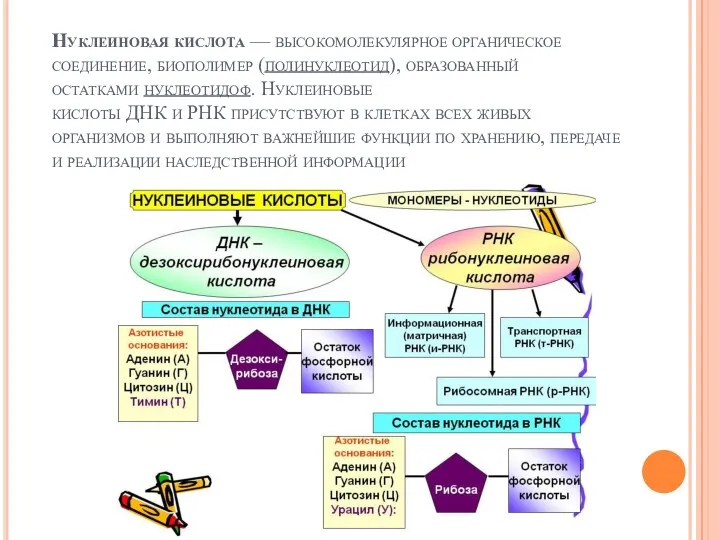 Нуклеиновая кислота — высокомолекулярное органическое соединение, биополимер (полинуклеотид), образованный остатками