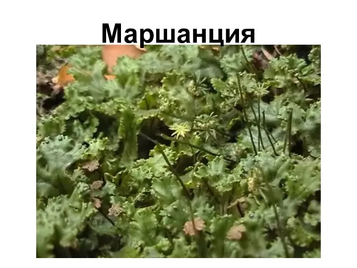 Маршанция