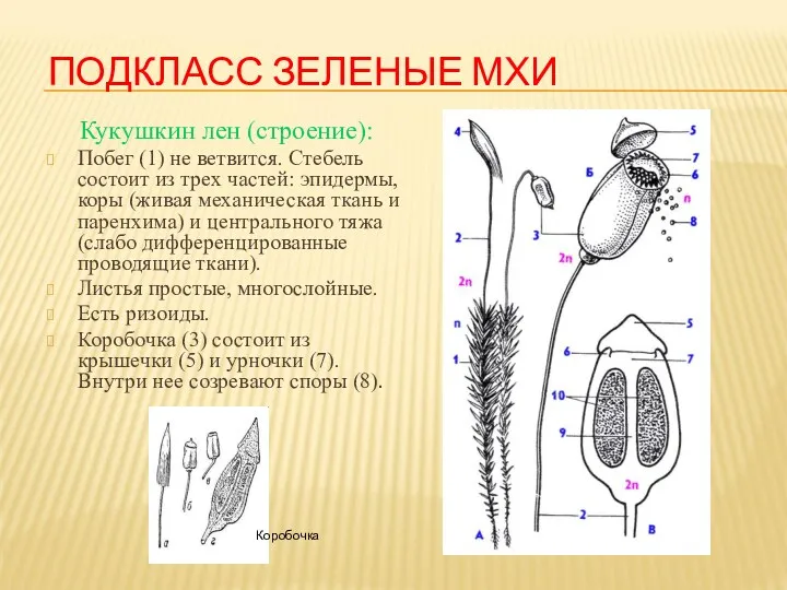 ПОДКЛАСС ЗЕЛЕНЫЕ МХИ Кукушкин лен (строение): Побег (1) не ветвится.