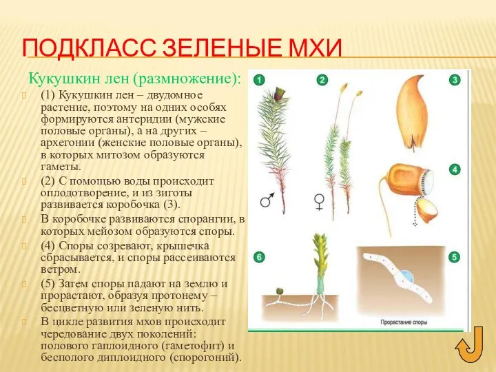 ПОДКЛАСС ЗЕЛЕНЫЕ МХИ Кукушкин лен (размножение): (1) Кукушкин лен –