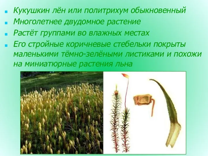 Кукушкин лён или политрихум обыкновенный Многолетнее двудомное растение Растёт группами