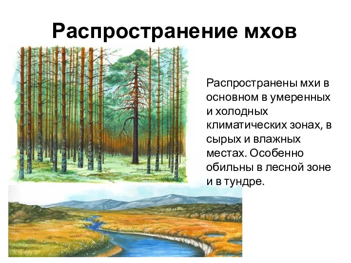 Распространены мхи в основном в умеренных и холодных климатических зонах,