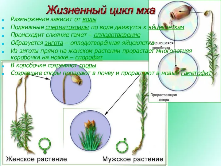 Жизненный цикл мха Размножение зависит от воды Подвижные сперматозоиды по