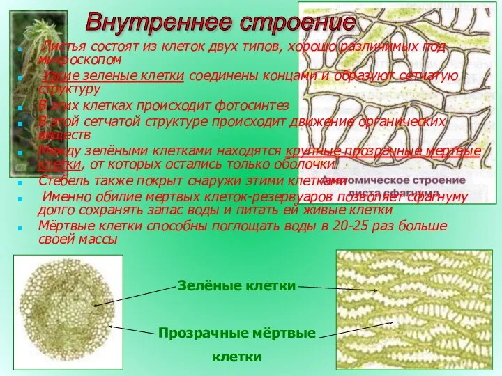 Внутреннее строение Листья состоят из клеток двух типов, хорошо различимых