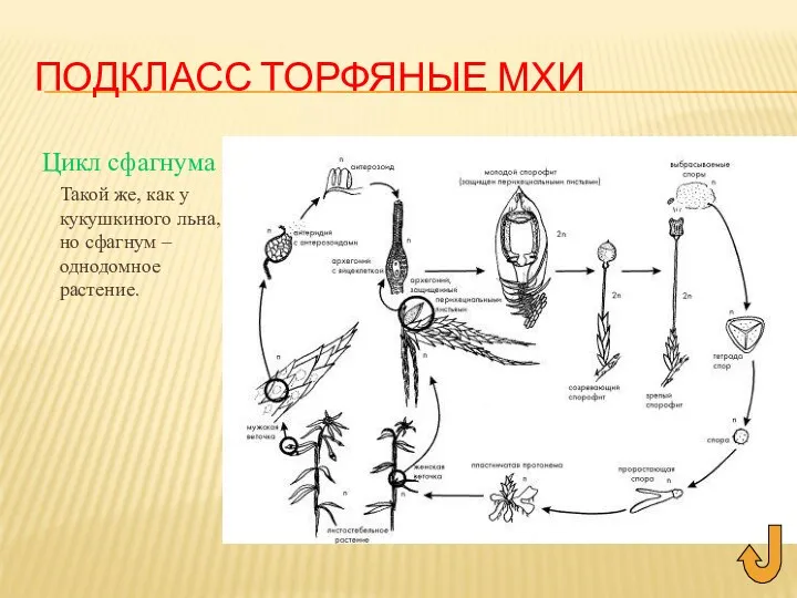 ПОДКЛАСС ТОРФЯНЫЕ МХИ Цикл сфагнума Такой же, как у кукушкиного льна, но сфагнум – однодомное растение.