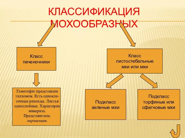 Подкласс торфяные или сфагновые мхи Подкласс зеленые мхи КЛАССИФИКАЦИЯ МОХООБРАЗНЫХ