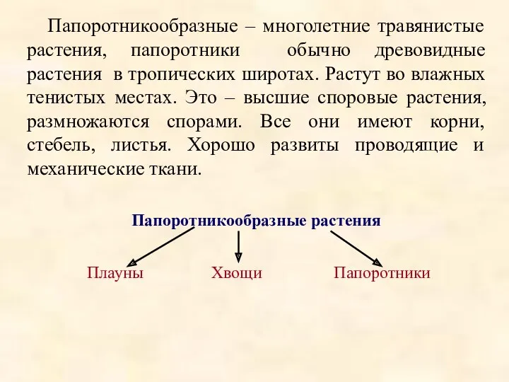 Папоротникообразные – многолетние травянистые растения, папоротники обычно древовидные растения в