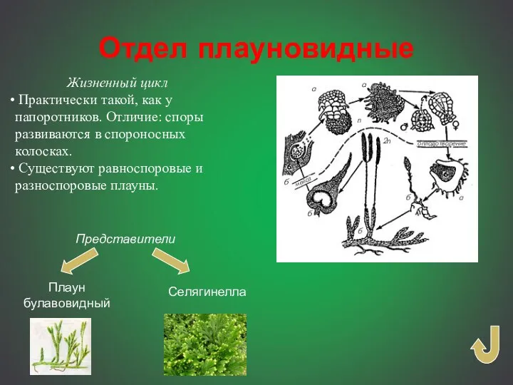 Жизненный цикл Практически такой, как у папоротников. Отличие: споры развиваются