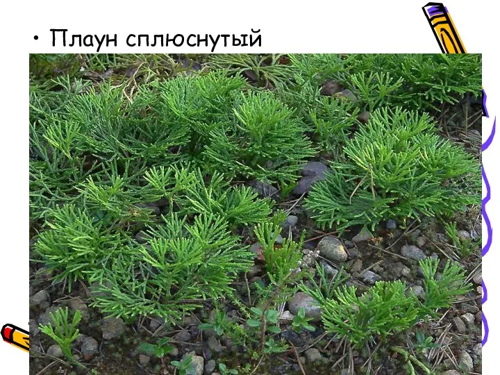 Плаун сплюснутый