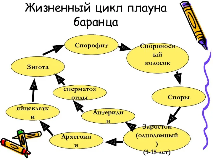 Жизненный цикл плауна баранца Спорофит Спороносный колосок Споры Заросток (однодомный)