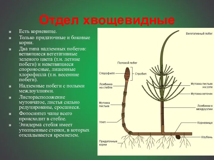 В содержание Отдел хвощевидные Есть корневище. Только придаточные и боковые