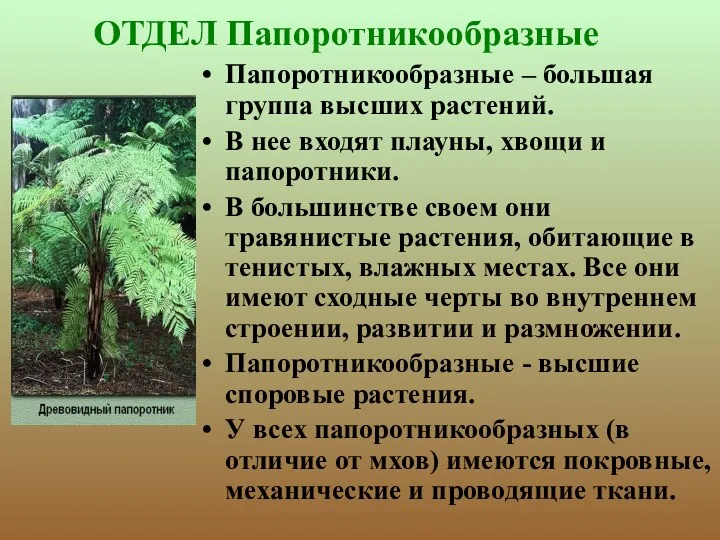 ОТДЕЛ Папоротникообразные Папоротникообразные – большая группа высших растений. В нее