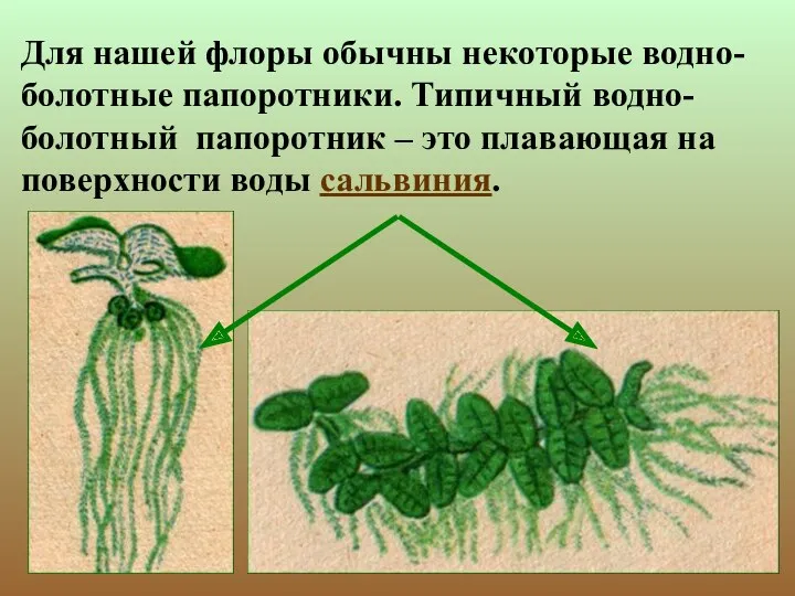 Для нашей флоры обычны некоторые водно-болотные папоротники. Типичный водно-болотный папоротник