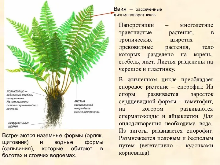 Вайя – рассеченные листья папоротников Папоротники – многолетние травянистые растения,