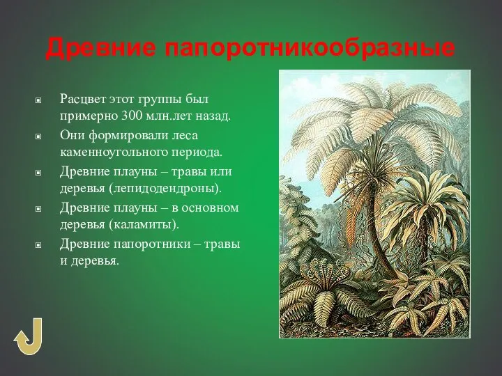 Древние папоротникообразные Расцвет этот группы был примерно 300 млн.лет назад.