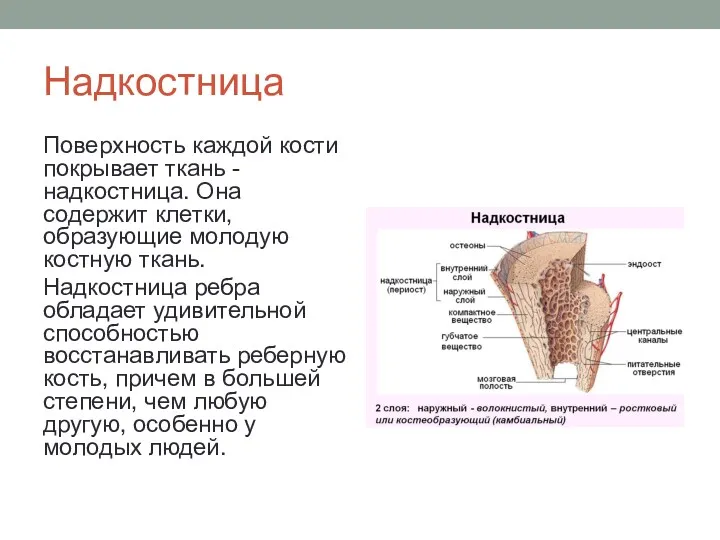 Надкостница Поверхность каждой кости покрывает ткань - надкостница. Она содержит клетки, образующие молодую