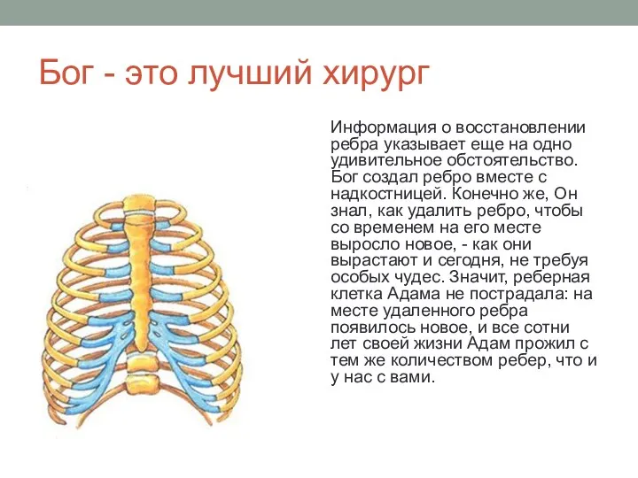 Бог - это лучший хирург Информация о восстановлении ребра указывает
