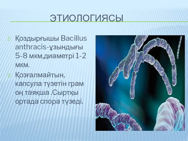 ЭТИОЛОГИЯСЫ Қоздырғышы Bacillus anthracis-ұзындығы 5-8 мкм,диаметрі 1-2 мкм. Қозғалмайтын, капсула түзетін грам оң