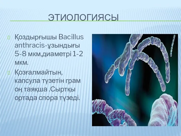 ЭТИОЛОГИЯСЫ Қоздырғышы Bacillus anthracis-ұзындығы 5-8 мкм,диаметрі 1-2 мкм. Қозғалмайтын, капсула