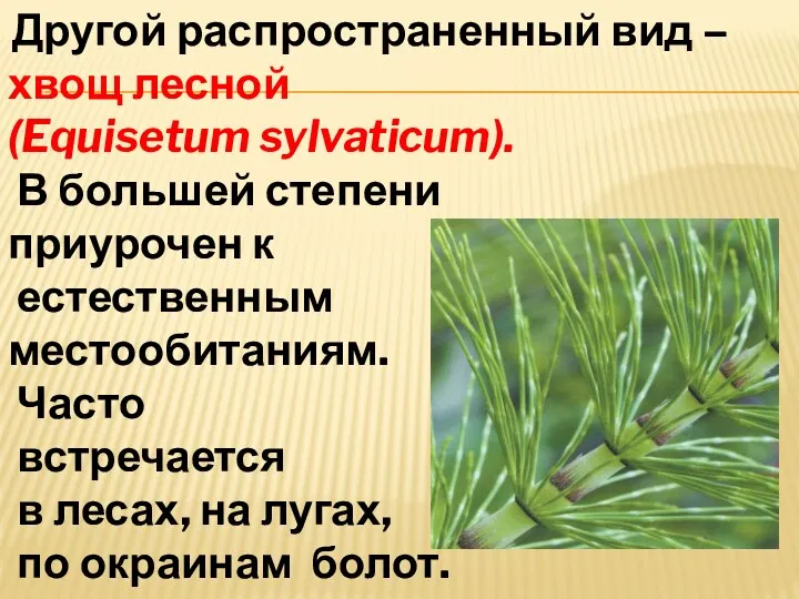 Другой распространенный вид – хвощ лесной (Equisetum sylvaticum). В большей степени приурочен к