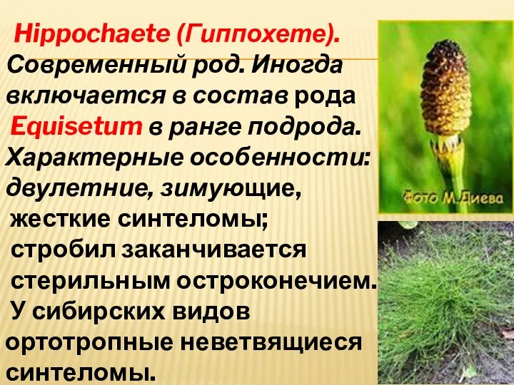 Hippochaete (Гиппохете). Современный род. Иногда включается в состав рода Equisetum в ранге подрода.