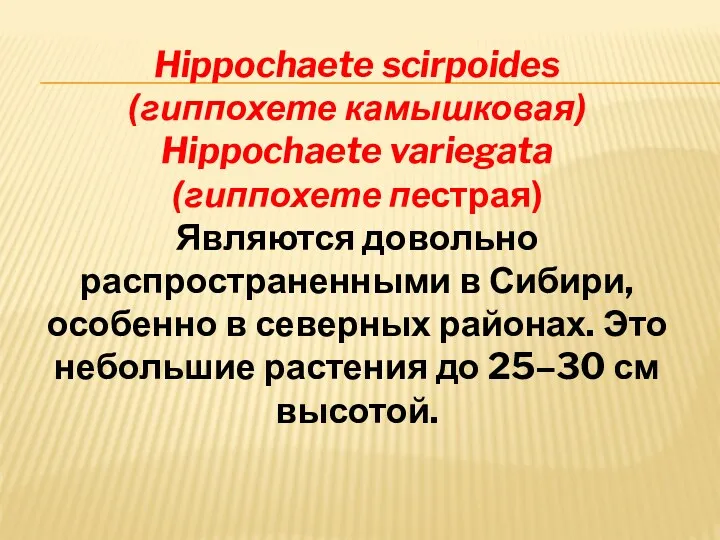 Hippochaete scirpoides (гиппохете камышковая) Hippochaete variegata (гиппохете пестрая) Являются довольно распространенными в Сибири,