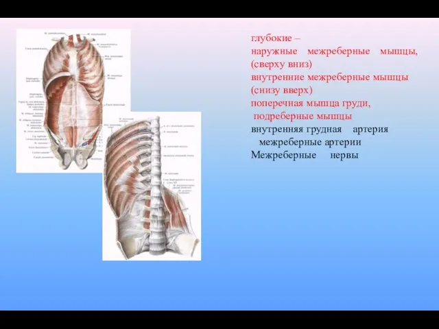глубокие – наружные межреберные мышцы, (сверху вниз) внутренние межреберные мышцы (снизу вверх) поперечная