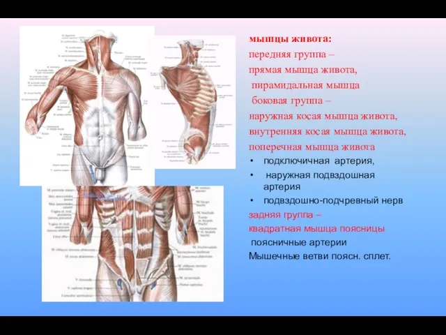 мышцы живота: передняя группа – прямая мышца живота, пирамидальная мышца боковая группа –