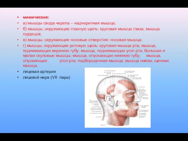 мимические: а) мышцы свода черепа – надчерепная мышца; б) мышцы, окружающие глазную щель: