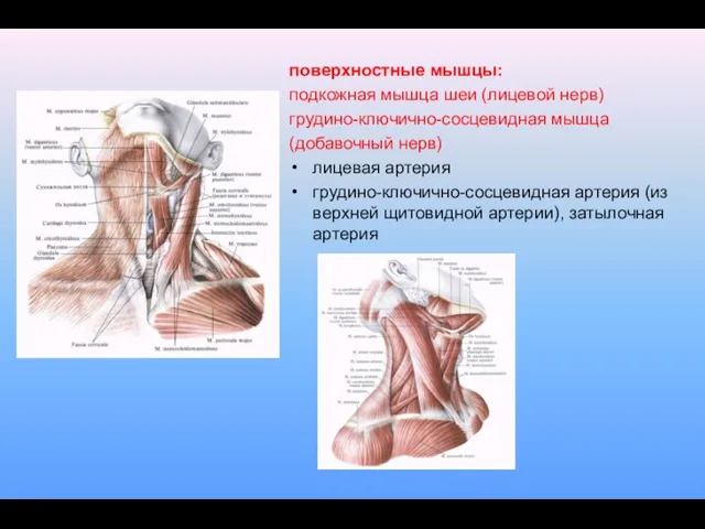 поверхностные мышцы: подкожная мышца шеи (лицевой нерв) грудино-ключично-сосцевидная мышца (добавочный