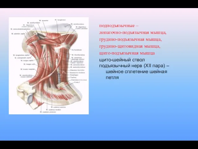 подподъязычные – лопаточно-подъязычная мышца, грудино-подъязычная мышца, грудино-щитовидная мышца, щито-подъязычная мышца щито-шейный ствол подъязычный