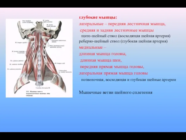 глубокие мышцы: латеральные – передняя лестничная мышца, средняя и задняя лестничные мышцы щито-шейный