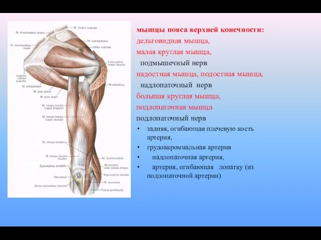 мышцы пояса верхней конечности: дельтовидная мышца, малая круглая мышца, подмышечный нерв надостная мышца,