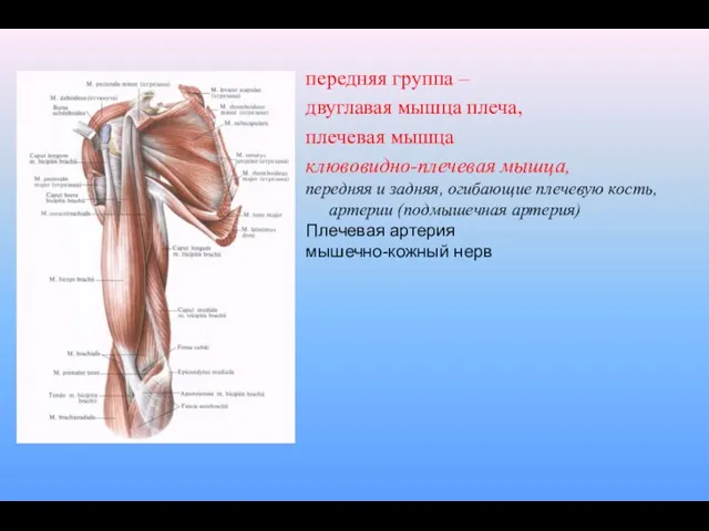 передняя группа – двуглавая мышца плеча, плечевая мышца клювовидно-плечевая мышца, передняя и задняя,