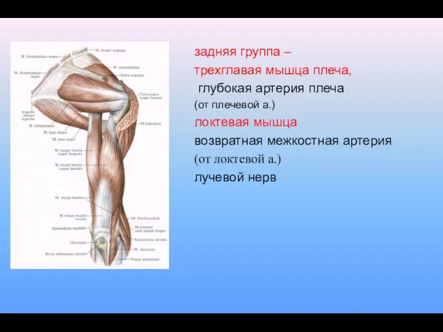 задняя группа – трехглавая мышца плеча, глубокая артерия плеча (от плечевой а.) локтевая