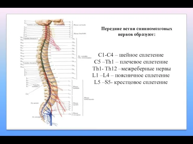 С1-С4 – шейное сплетение С5 –Th1 – плечевое сплетение Th1- Th12 –межреберные нервы