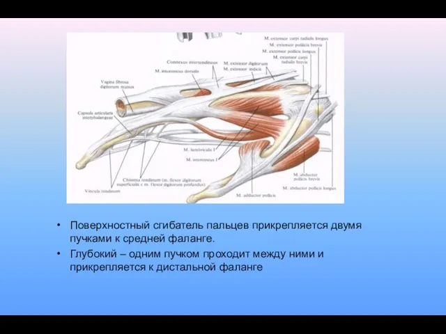 Поверхностный сгибатель пальцев прикрепляется двумя пучками к средней фаланге. Глубокий