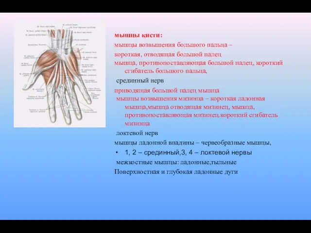 мышцы кисти: мышцы возвышения большого пальца – короткая, отводящая большой