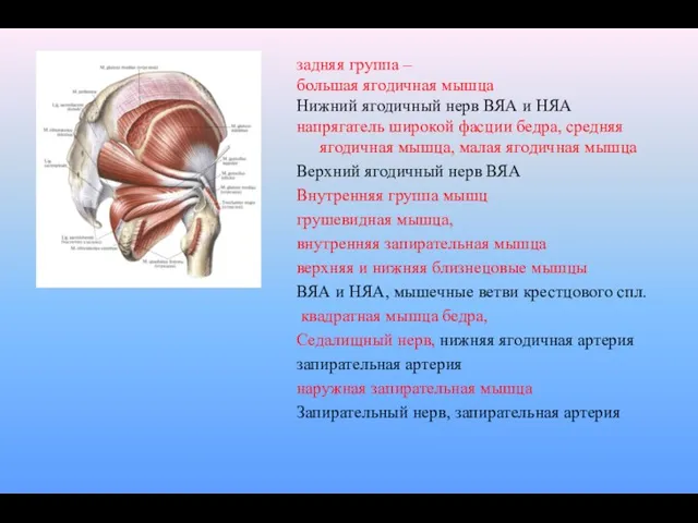 задняя группа – большая ягодичная мышца Нижний ягодичный нерв ВЯА и НЯА напрягатель
