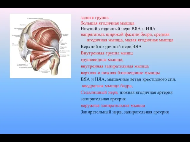 задняя группа – большая ягодичная мышца Нижний ягодичный нерв ВЯА