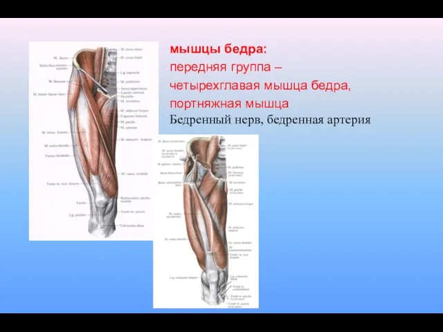 мышцы бедра: передняя группа – четырехглавая мышца бедра, портняжная мышца Бедренный нерв, бедренная артерия