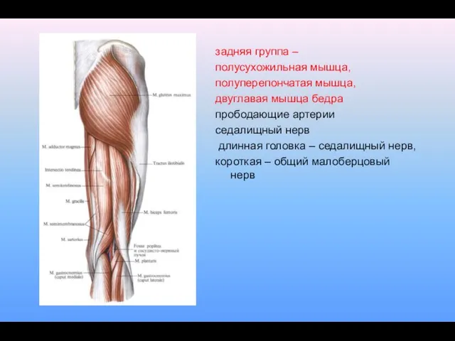 задняя группа – полусухожильная мышца, полуперепончатая мышца, двуглавая мышца бедра прободающие артерии седалищный